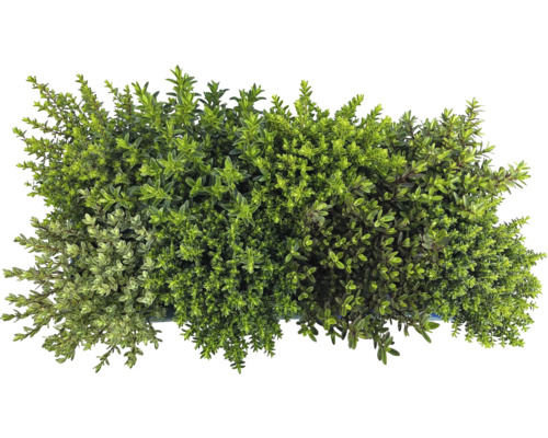 Bild av timjanplantor i en behållare