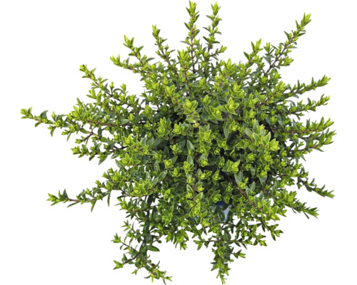 Tät buskig timjan i kruka uppifrån