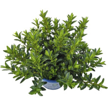 Buxbom i kruka med gröna blad
