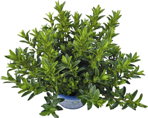 Buxbom i kruka med gröna blad