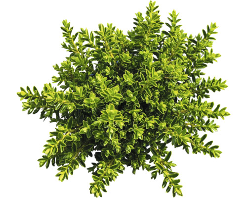 Bilden visar en buxbom.