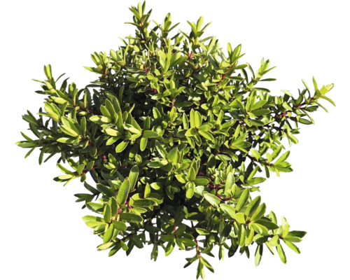 Städsegrön buske med små blad för trädgården