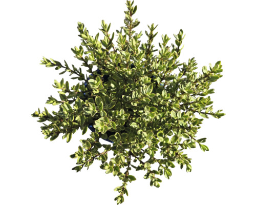 Timjan planta i kruka, örtagård