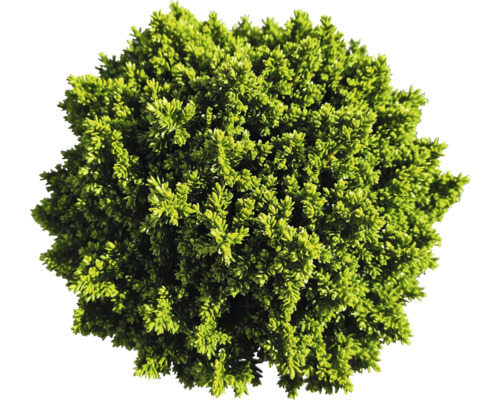 Städsegrön buxbom som en sfär för trädgården