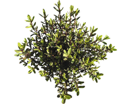 Bilden visar en häckväxt.