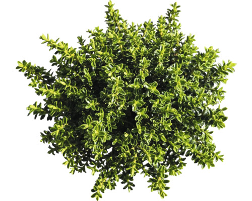 Tätt lövad timjan i kruka uppifrån