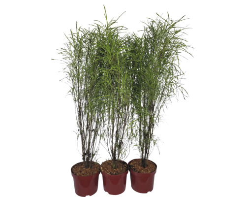 Tre vassväxter i krukor