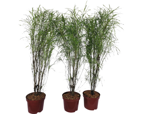 Tre smala bambuväxter i krukor
