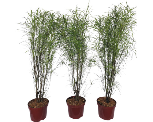 Tre prydnadsgräs i krukor för inomhus- och utomhusbruk