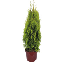 Thuja i kruka för utomhusbruk