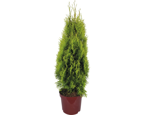 Thuja i kruka för utomhusbruk
