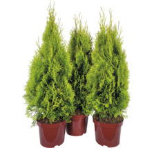 Tre thuja växter i kruka