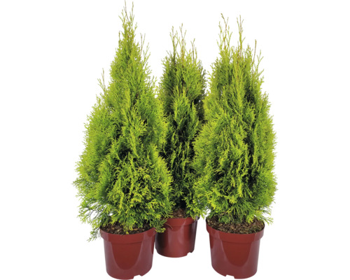 Tre thuja växter i kruka