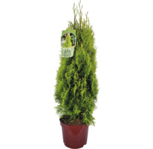 Thuja occidentalis livsträd i kruka