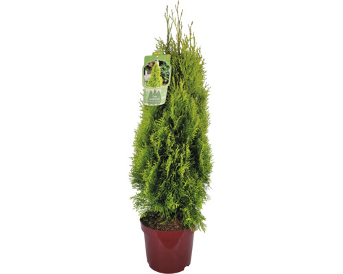 Thuja occidentalis livsträd i kruka