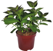 Hortensia i kruka