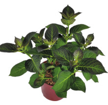 Hortensia i kruka med gröna blad