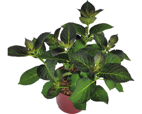Hortensia i kruka med gröna blad