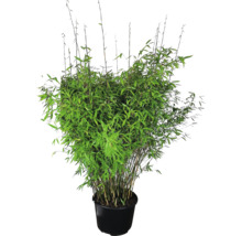 Bambu i kruka