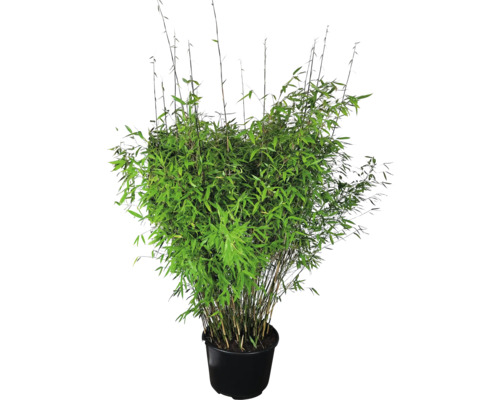 Bambu i kruka