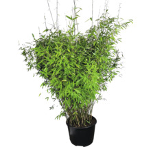 Bambu i kruka