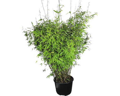 Bambu i kruka