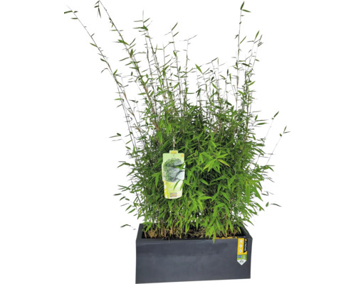 Malakitbambu FLORASELF Fargesia Malachite MonkeysⓇ Ⓢ ca 60-80cm i låda L59xB22,5xH19,5cm Bambu i en planteringslåda