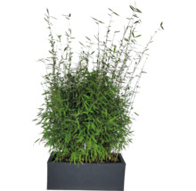 Bambu i planteringslåda