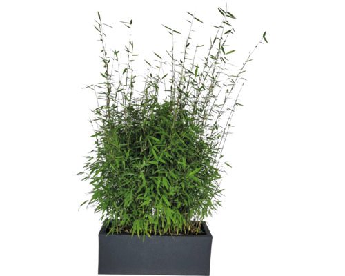 Bambu i planteringslåda