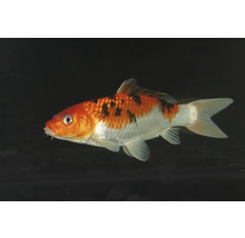 Koi karp med orange huvud och svarta fläckar