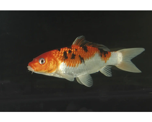 Akvariefisk Koi mix 13-15cm Cyprinus carpio