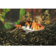 Guldfisk i akvarium