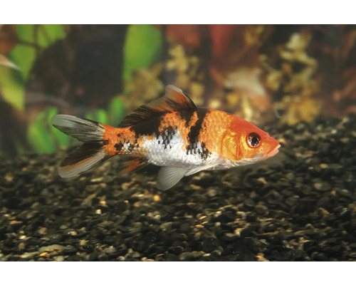 Akvariefisk Koi mix 7-10cm Cyprinus carpio