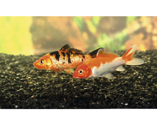 Akvariefisk Koi mix 18-21cm Cyprinus carpio