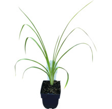 Iris i kruka