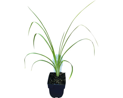 Daglilja FLORASELF Hemerocallis hybrid 10-40cm co 3L Iris i kruka