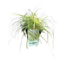 Japansk starr Carex hachijoensis i kruka
