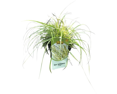 Japansk starr Carex hachijoensis i kruka