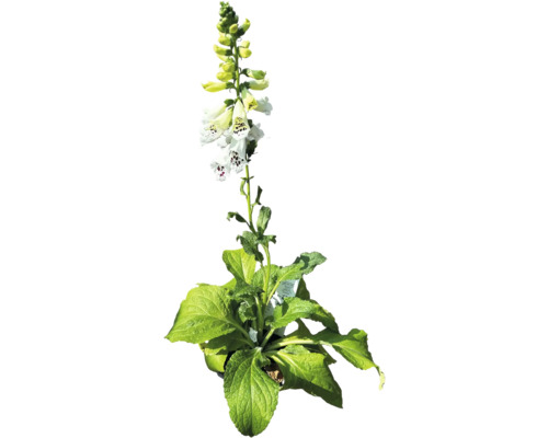 Digitalisväxt med vita och gula blommor