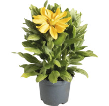 Rudbeckia i kruka