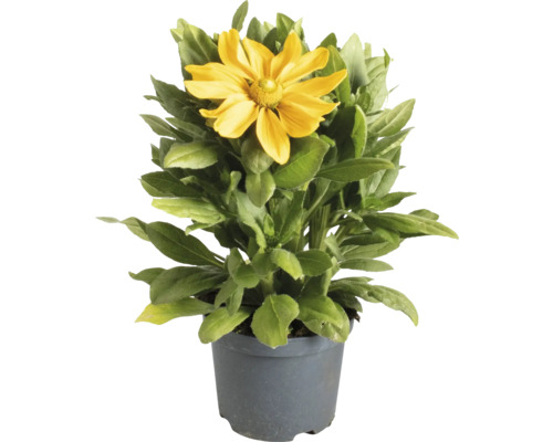 Rudbeckia i kruka