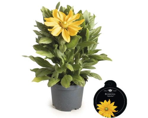 Solhatt i kruka med växtetikett