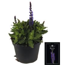 Salvia Blue växt i kruka