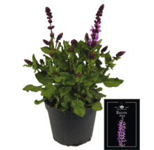 Salvia Black Label Pink i kruka