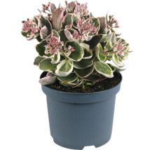 Fetknopp i kruka med rosa blommor