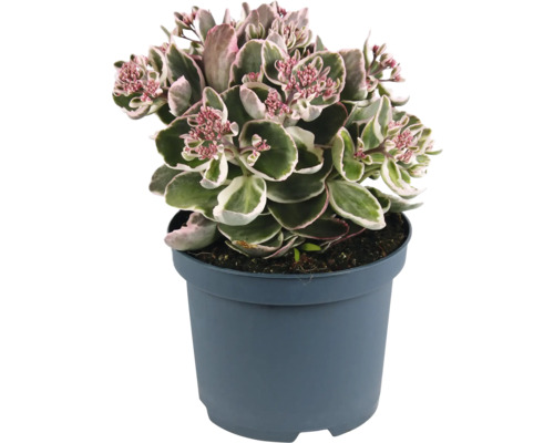 Fetknopp i kruka med rosa blommor