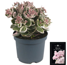 Fetknopp La Vie en Rose i kruka