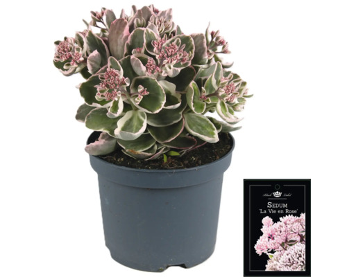 Fetknopp La Vie en Rose i kruka