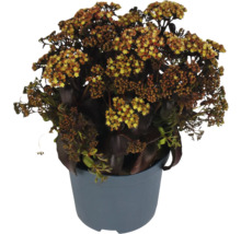 Fetknopp i kruka med gula blommor