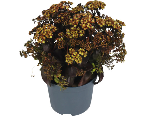Fetknopp i kruka med gula blommor
